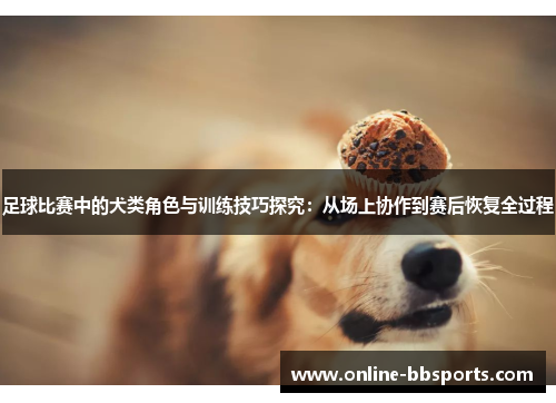 足球比赛中的犬类角色与训练技巧探究：从场上协作到赛后恢复全过程